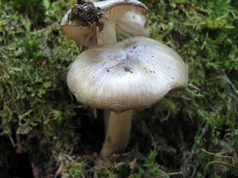2006 megacollybia platyphylla
